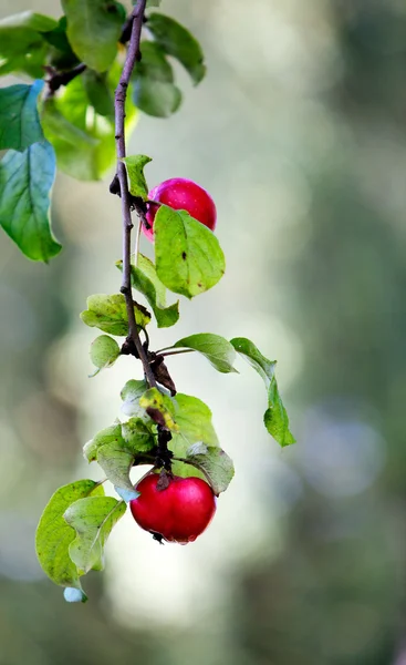 Apfelbaum — Stockfoto