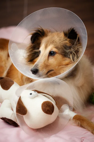 Sheltie återhämta sig från operation — Stockfoto