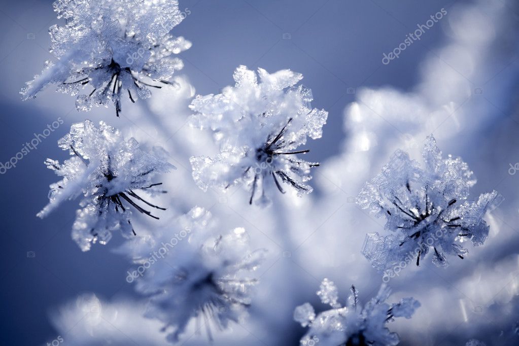 Frozen flower