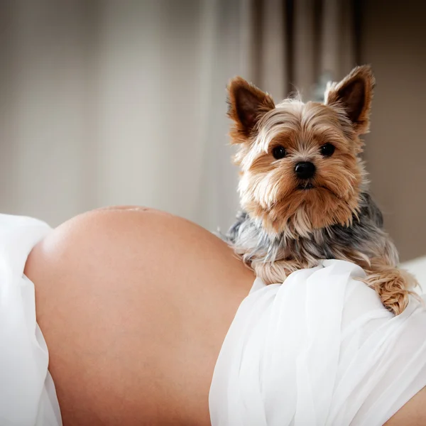 Pregnancy — Stock Photo, Image