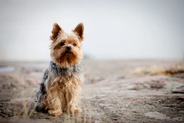 Yorkshire terrier — Fotografia de Stock