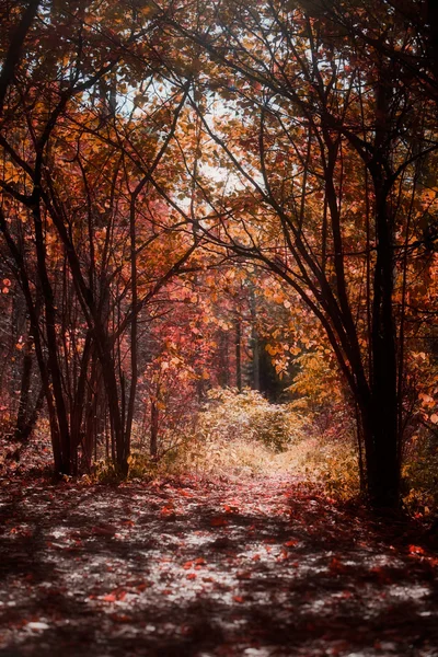Herbst — Stockfoto