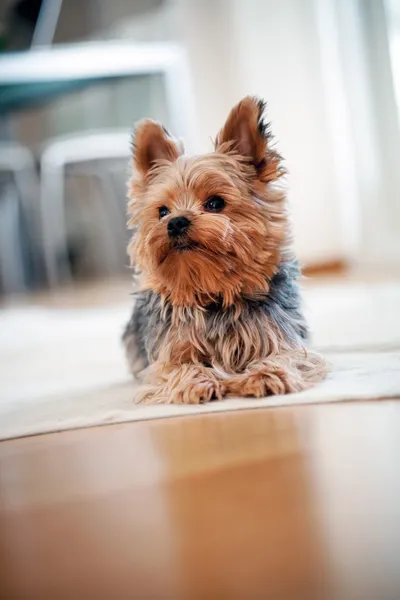 Yorkshire terrier — Fotografia de Stock