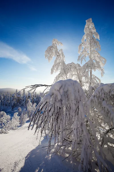 Lapland Finland — Stockfoto