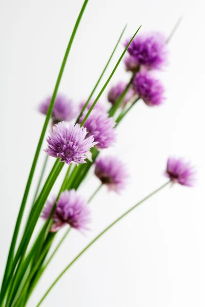 Bunch of fresh flower chives — Stock Photo, Image