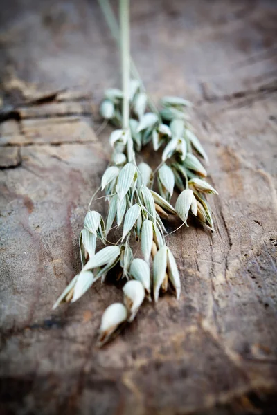 Bunch of oat — Stock Photo, Image