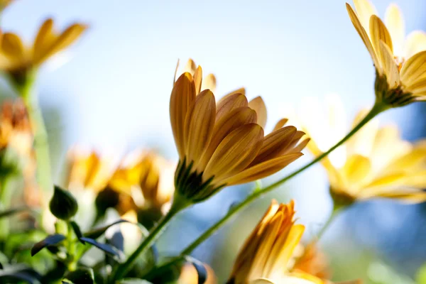 Bellissimo fiore d'arancio Foto Stock