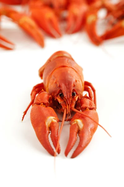 Crawfish — Stock Photo, Image