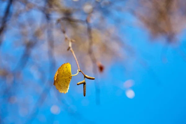 Folhas de vidoeiro contra o céu azul — Fotografia de Stock