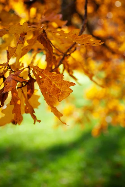 Цветные осенние деревья в прекрасный солнечный день — стоковое фото