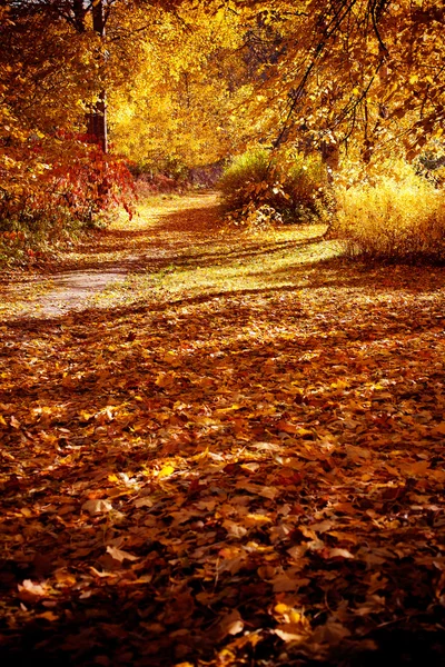 Bunte Herbstbäume an einem schönen sonnigen Tag — Stockfoto