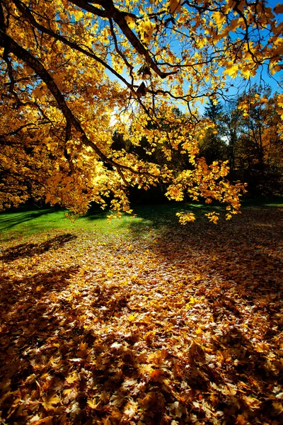 多彩的秋天的树木上漂亮阳光灿烂的日子 — 图库照片