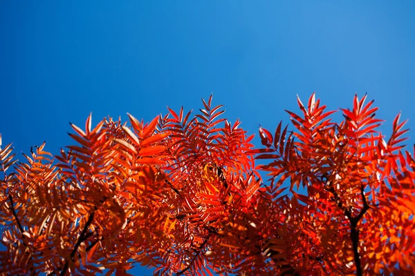 Bunte Herbstbäume an einem schönen sonnigen Tag — Stockfoto