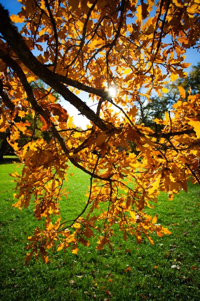 Renkli sonbahar ağaçlar beautuful güneşli — Stok fotoğraf