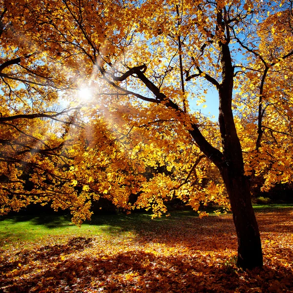 Coloridos árboles de otoño en un hermoso día soleado — Foto de Stock