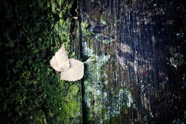 Hojas de abedul caídas sobre fondo verde Imagen De Stock