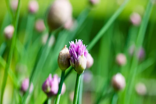 Chive flower — Stock Photo, Image