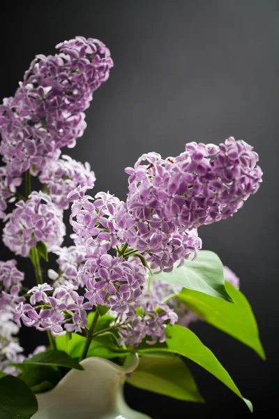 Close up of lilac — Stock Photo, Image