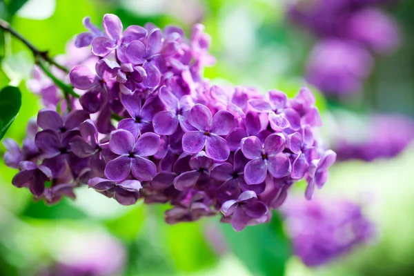 Close up of lilac — Stock Photo, Image