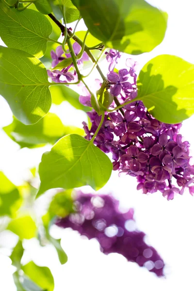 Close up of lilac — Stock Photo, Image
