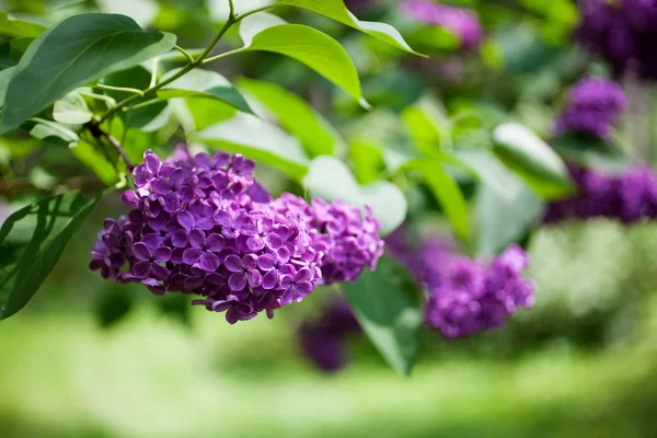 Close up of lilac — Stock Photo, Image