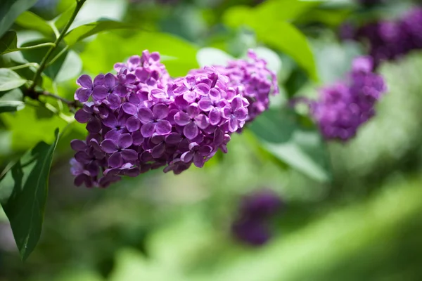 Close up of lilac — Stock Photo, Image