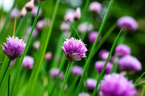 Chives — Stock Photo, Image