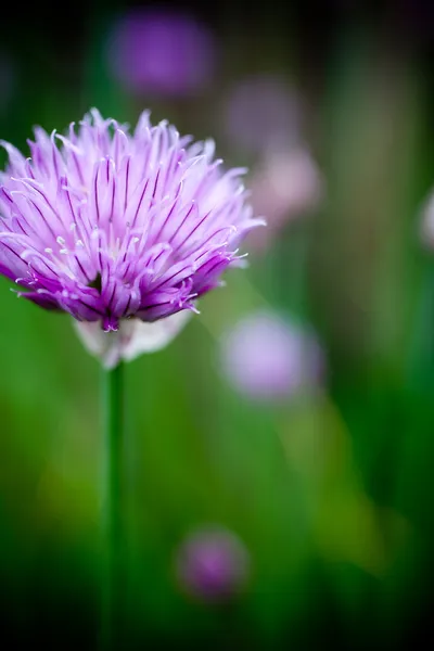 Chives — Stock fotografie