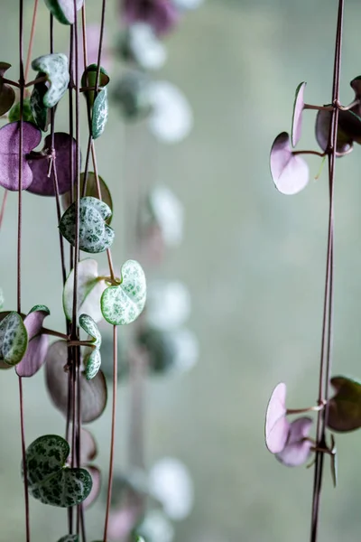 Ceropegia Woodii Planta Interior —  Fotos de Stock