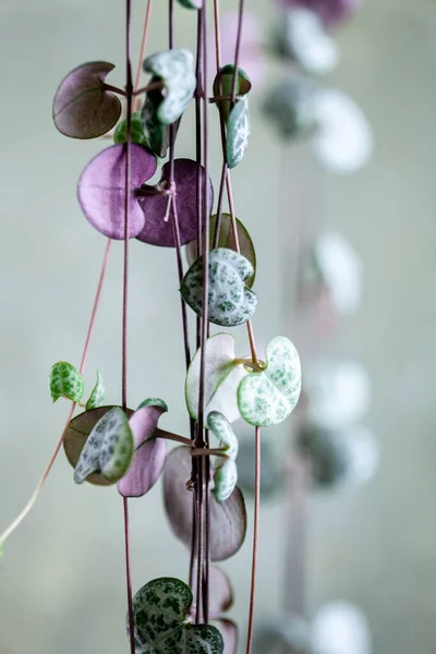 Ceropegia Woodii Indoor Plant — Stock Photo, Image