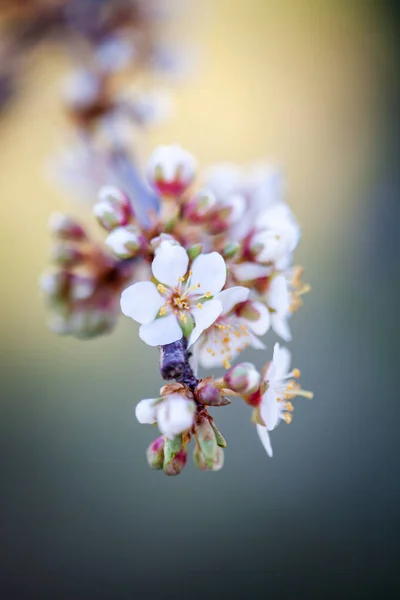 Ameixeira Florescendo Primavera — Fotografia de Stock