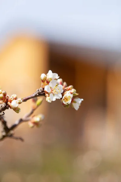 Pruimenboom Bloeit Het Voorjaar — Stockfoto