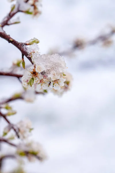 Pflaumenbaum Blüht Frühling — Stockfoto