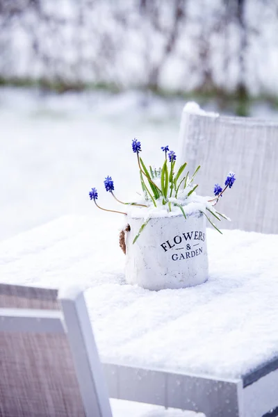 Hroznový Hyacintcovered Sněhem — Stock fotografie