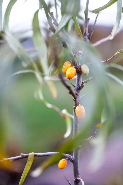 Close Small Sea Buckthorn — Stock Photo, Image