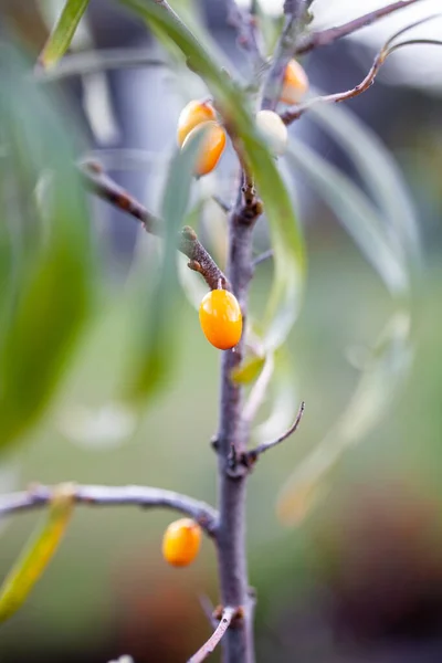 Close Small Sea Buckthorn — Stock Photo, Image