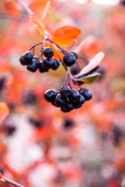 Chokeberries Getting Ripe Autumn — Stock Photo, Image