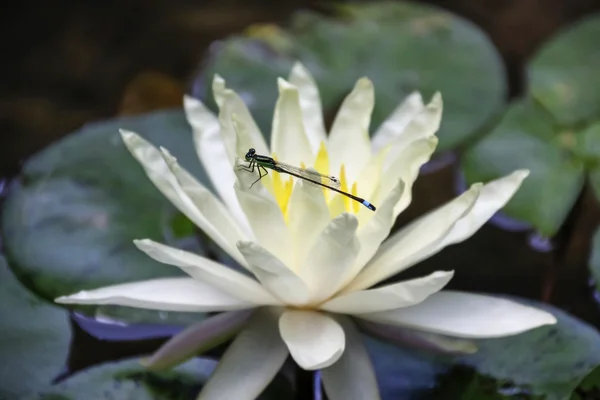 Vila dragonfly — Stockfoto