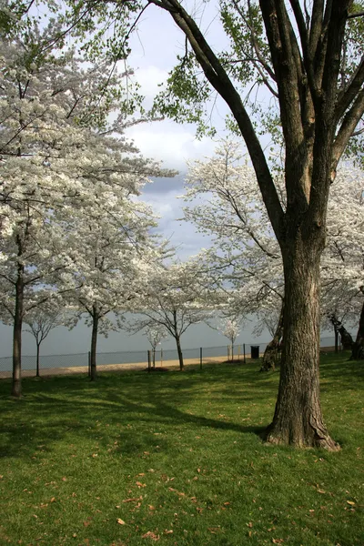 Walk in the park — Stock Photo, Image