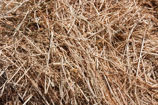 干し草 — ストック写真