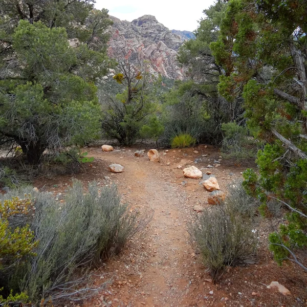 Wandeling door red rock canyon — Stockfoto