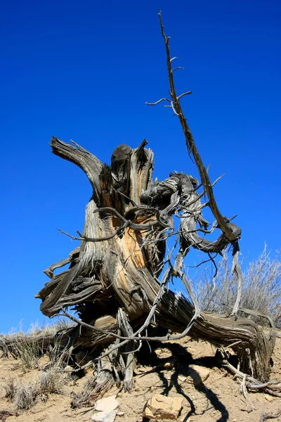 Wood in the desert of New Mexico — Stock Photo, Image