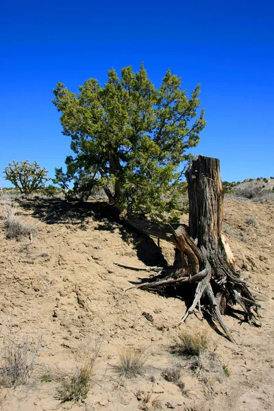 Liv och död i new mexico — Stockfoto