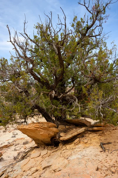 Träd som överlever i naturen — Stockfoto