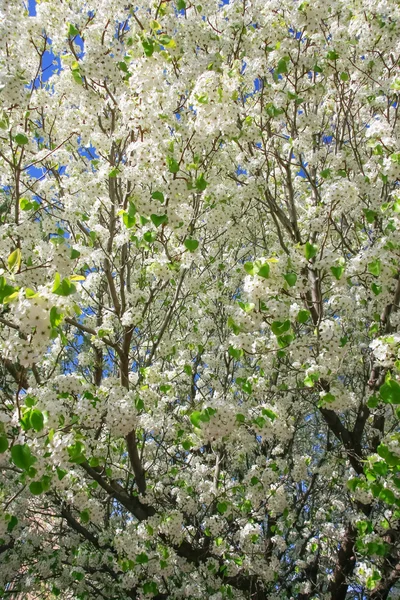 Bomen die overleven in de natuur — Stockfoto