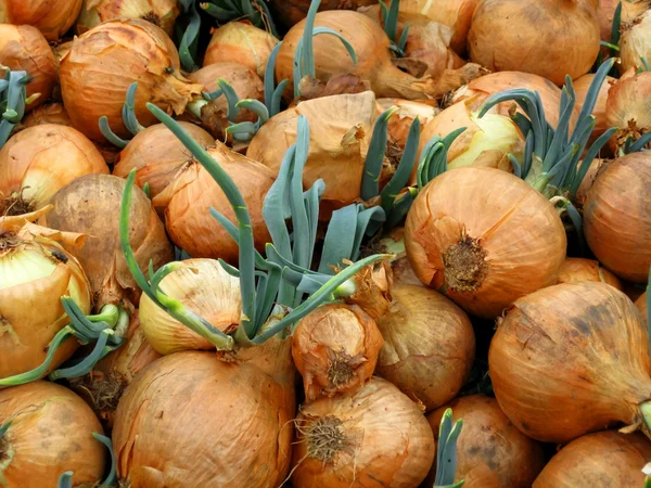 A lot of onions — Stock Photo, Image