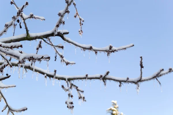 Ghiaccio e neve al mattino — Foto Stock