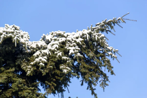 Is och snö på morgonen — Stockfoto