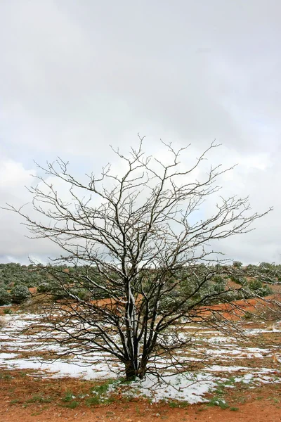 Albero in inverno — Foto Stock