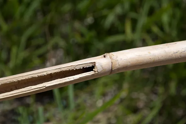 Bambu Şubesi — Stok fotoğraf